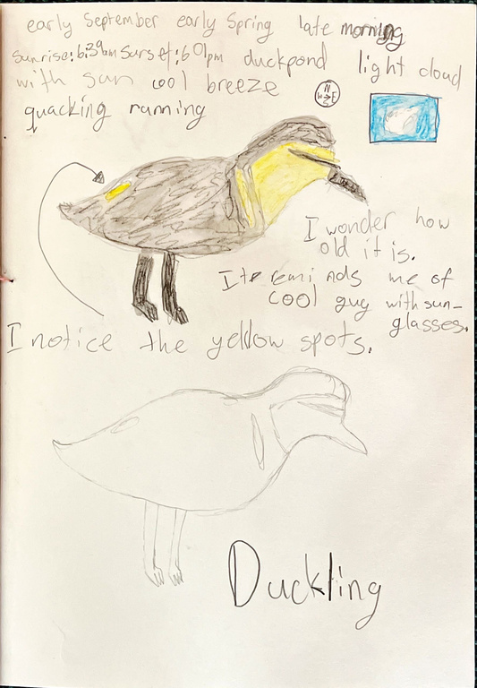 A page from a nature journal with a pencil sketch and watercolour painting of a duckling, labelled with observations