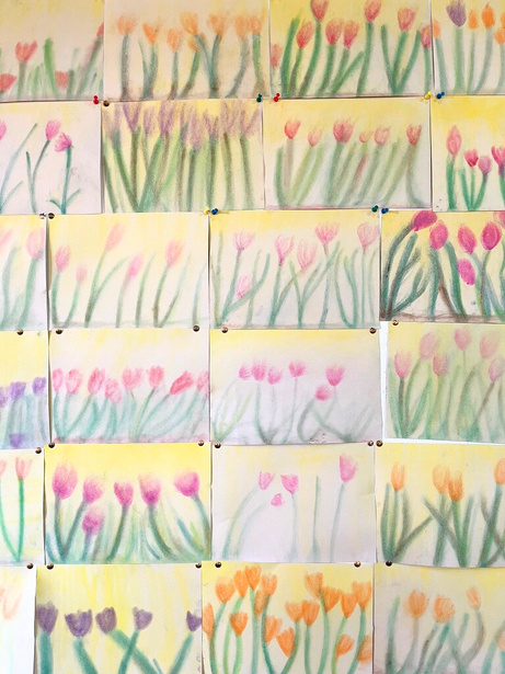A collection of pastel drawings of tulips and crocus bulbs in pink, purple, and orange