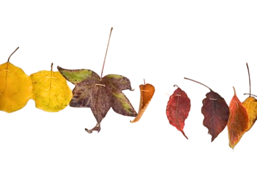 A row of autumn leaves in yellow, red, and gold, strung to make a garland