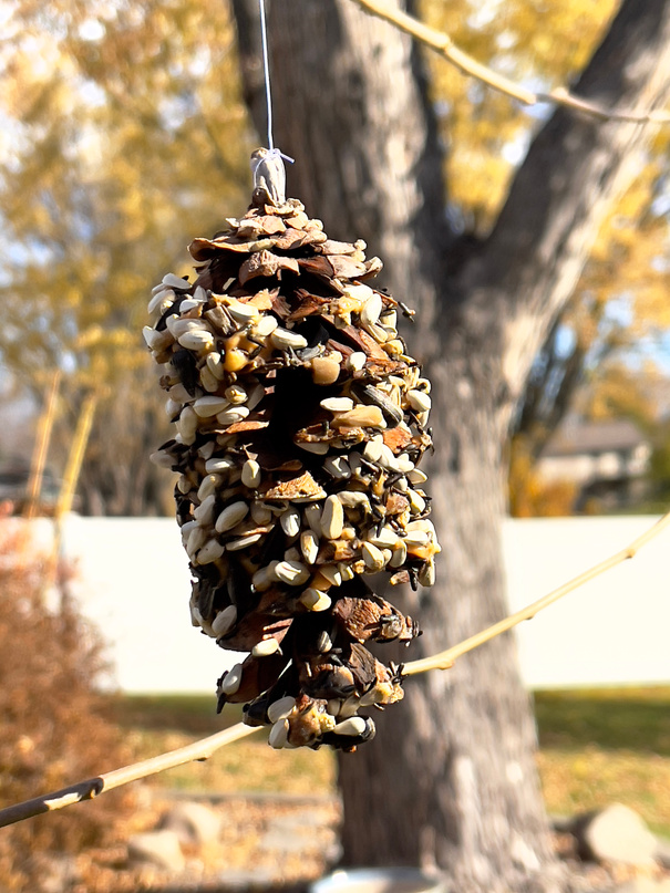 A pine cone bird feeder coated in bird seed, hanging from a tree branch