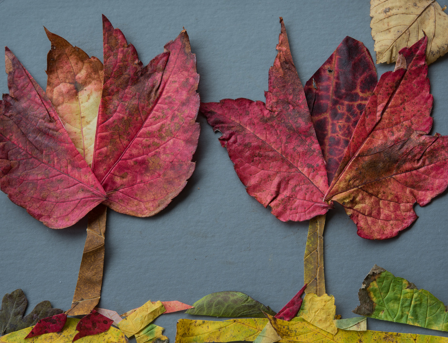 Red autumn leaves arranged into a craft scene